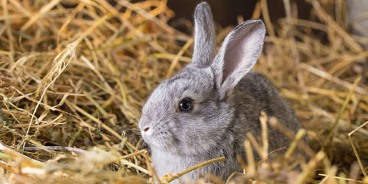 kaninchen sitzt im stroh 1000x500